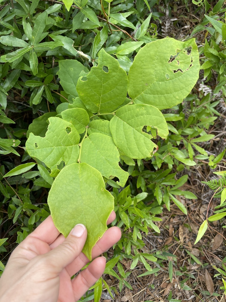 Bigleaf Snowbell in May 2023 by lillybyrd · iNaturalist