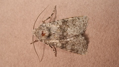 Polymixis xanthomista