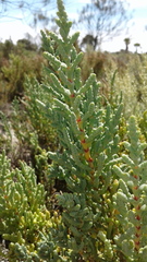 Tecticornia pergranulata