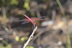 Trithemis selika