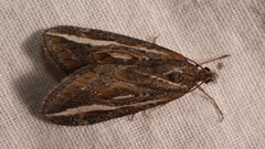 Chesias legatella