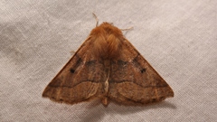 Crocallis tusciaria