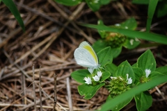 Eurema elathea