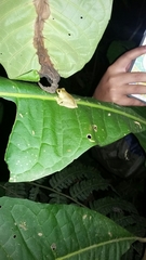 Pristimantis nyctophylax