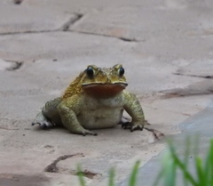 Duttaphrynus melanostictus