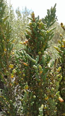 Tecticornia pergranulata