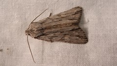 Lithophane leautieri