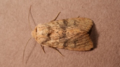 Polymixis argillaceago