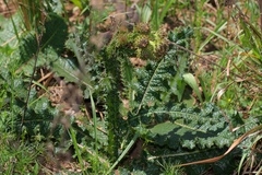 Berkheya radula