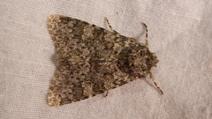 Polymixis flavicincta