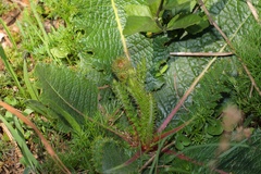 Berkheya radula