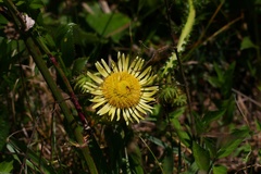 Berkheya radula