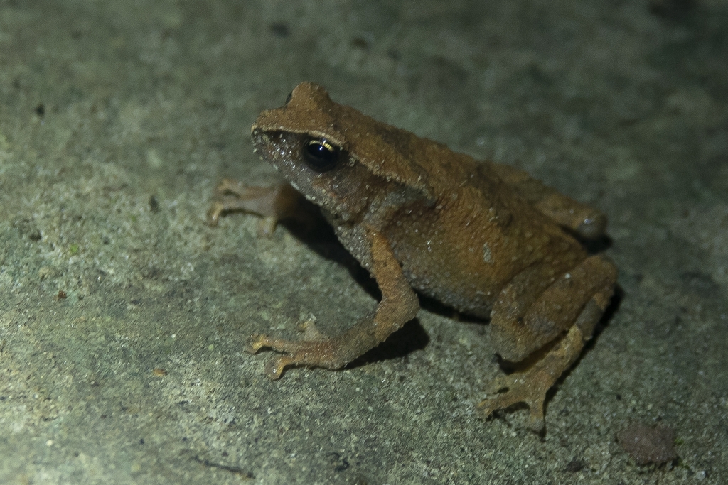 Andaman Bush Toad