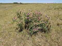 Astragalus bisulcatus