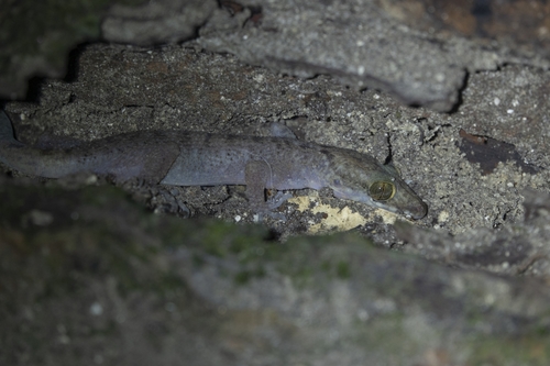 Andamans Bent-toed Gecko, Cyrtodactylus rubidus