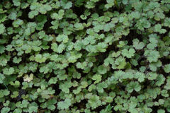 Hydrocotyle moschata moschata