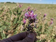 Astragalus bisulcatus