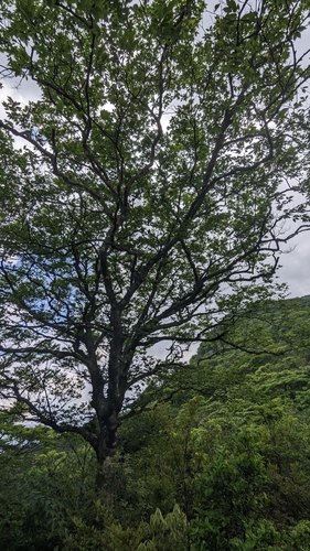 Image of Fagus hayatae by (c) Cheng-Te Hsu, some rights reserved (CC BY)