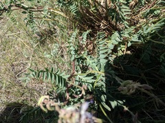 Astragalus bisulcatus