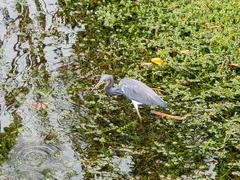 Egretta tricolor image