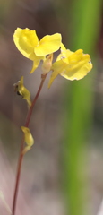 Utricularia juncea
