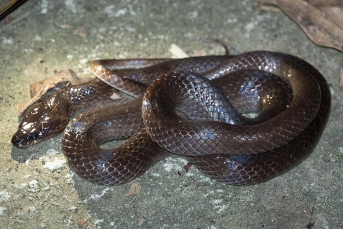 Andaman Wolf Snake