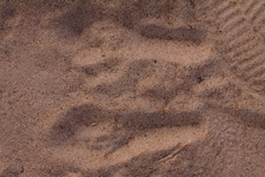 Pedetes capensis