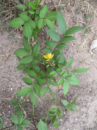 Coffee Senna