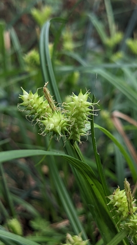 Carex mollicula iNat (1)
