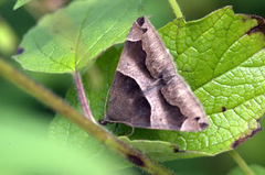Bastilla