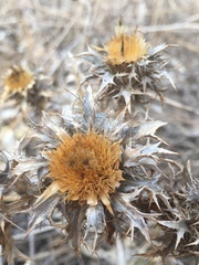 Carlina libanotica
