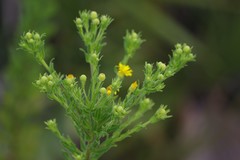 Chrysopsis scabrella