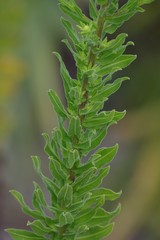 Chrysopsis scabrella