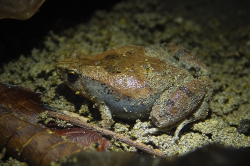 Bilateral Banded Frog, Microhyla chakrapanii