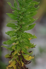 Chrysopsis scabrella