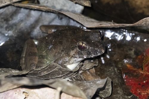 Crab-Eating Frog, Fejervarya moodiei