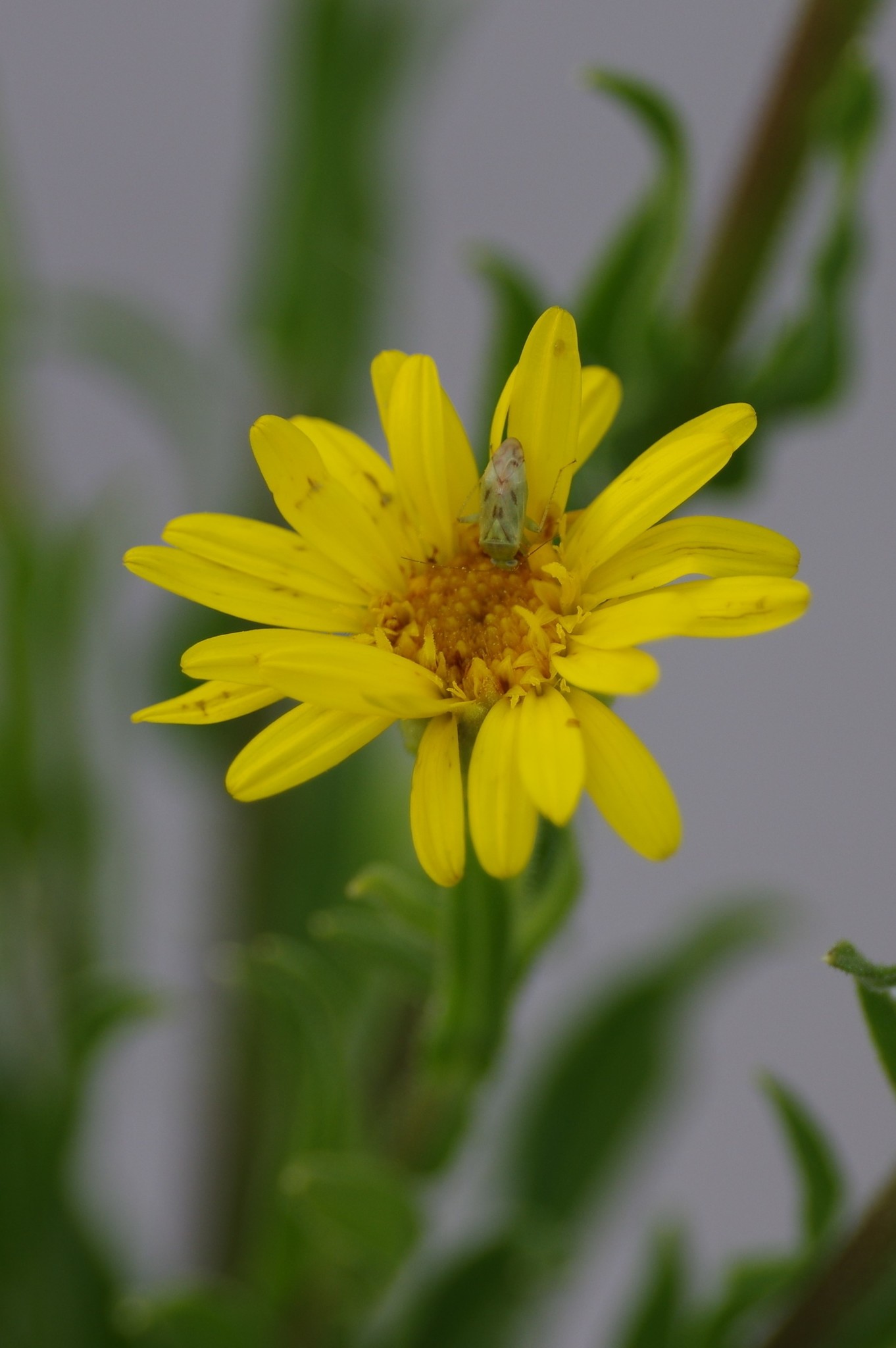 Chrysopsis scabrella