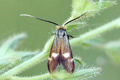 Cauchas leucocerella