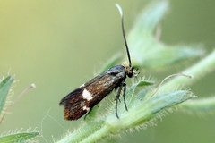 Cauchas leucocerella