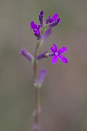 Buchnera floridana image