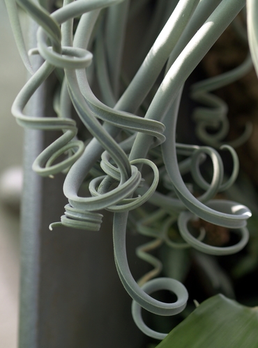 Tillandsia duratii