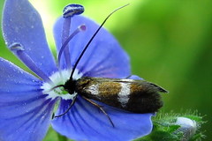 Cauchas fibulella