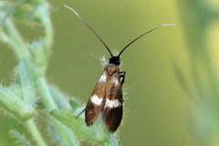 Cauchas fibulella