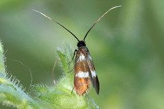 Cauchas fibulella