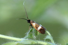 Cauchas fibulella