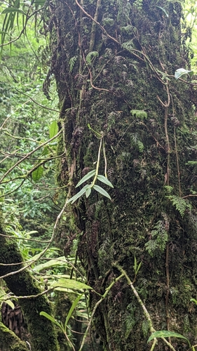Image of Dendrobium moniliforme by (c) Cheng-Te Hsu, some rights reserved (CC BY)