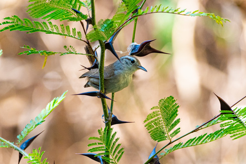 Vachellia hindsii