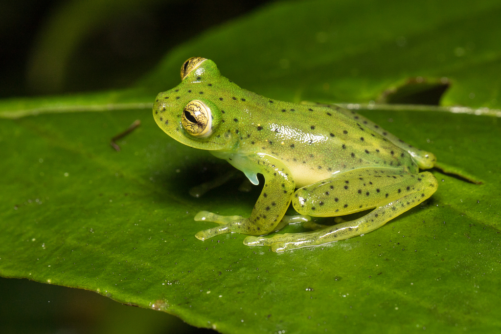 Emerald Glass Frog from Filandia, Quindio, Colombia on March 17, 2023 ...