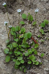 Lagenophora strangulata