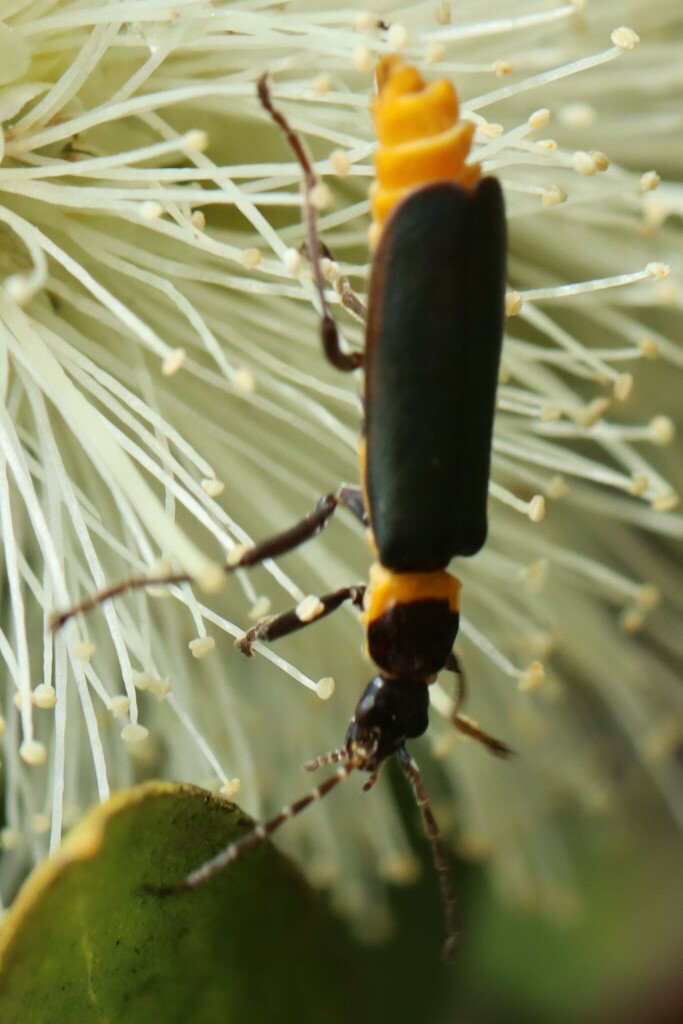 Plague Soldier Beetle from Warrimoo NSW 2774, Australia on April 03